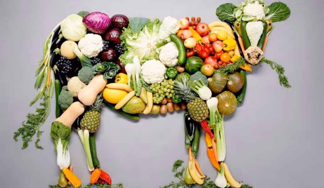 una mucca vegetale una mucca vegetale